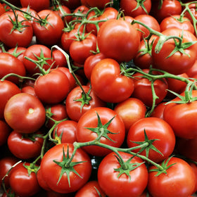 Isle of Wight Tomatoes, Classic Tomatoes on the Vine, approx 250g